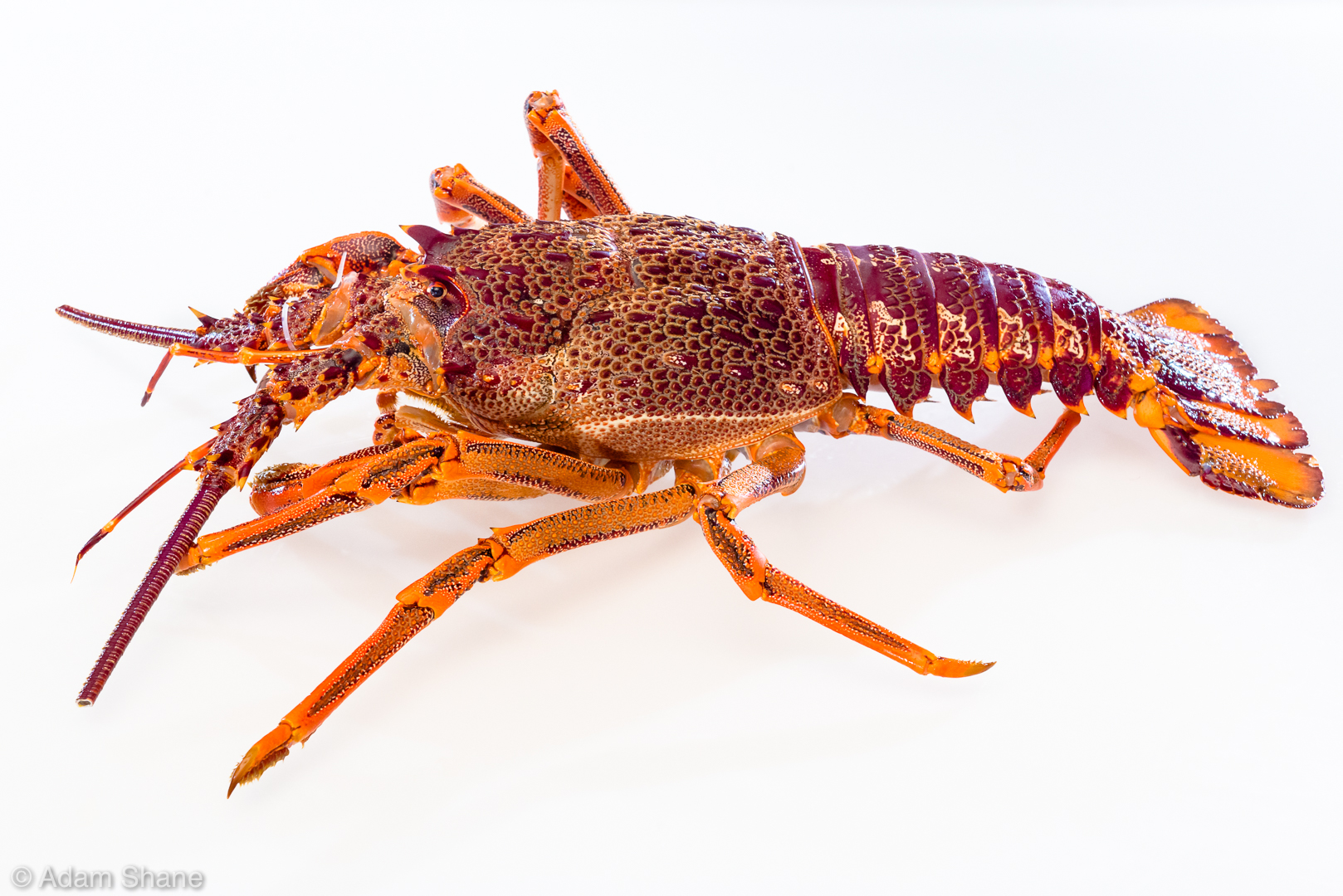 33-Lakeside Lobster - Alive